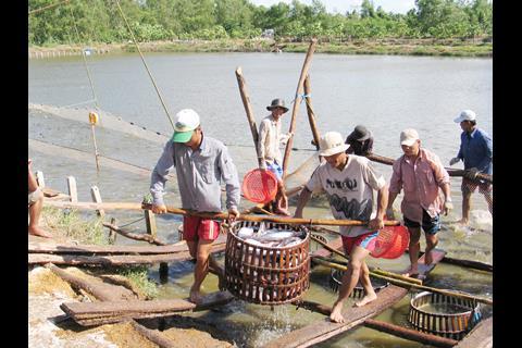 Harvesting pangasius, which are increasingly being farmed in ponds where it is easier to control the conditions under which they are grown